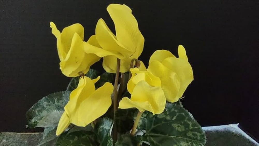 Premium Light Yellow Cyclamen Flower seeds for Planting Cut Flower Favorite, Heirloom & GMO Free Seeds for Home Garden seeds
