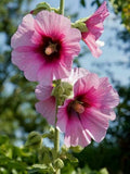 Pink and Yellow Futaba Alcea Rosea Flower seeds for Planting Drought Tolerant, Heirloom & GMO Free Seeds for Home Garden seeds for planting