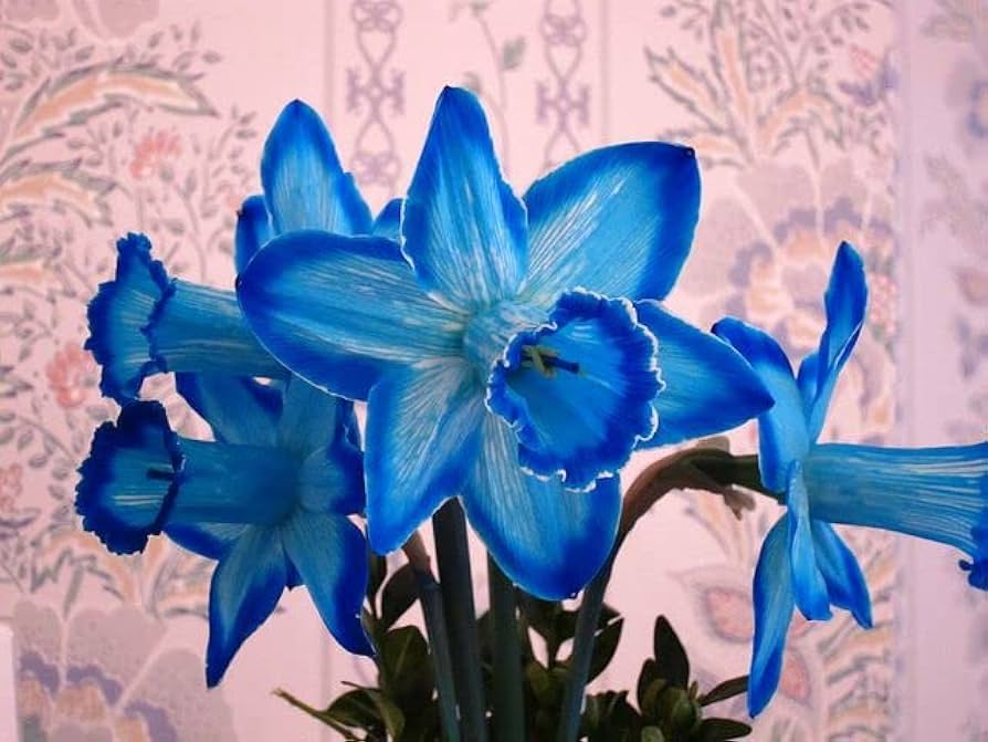 Blue Daffodils Flower seeds for Planting Cottage Garden Essential Heirloom & GMO Free Seeds for Home Garden
