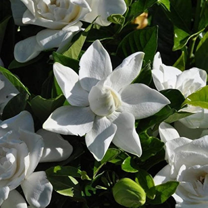 Gardenia Flower seeds for Planting Garden Favorite Heirloom & GMO Free Seeds for Home Garden