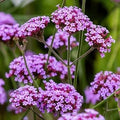 Multi Color Verbena Flower seeds for Planting Hardy Variety, Heirloom & GMO Free Seeds for Home Garden seeds for planting