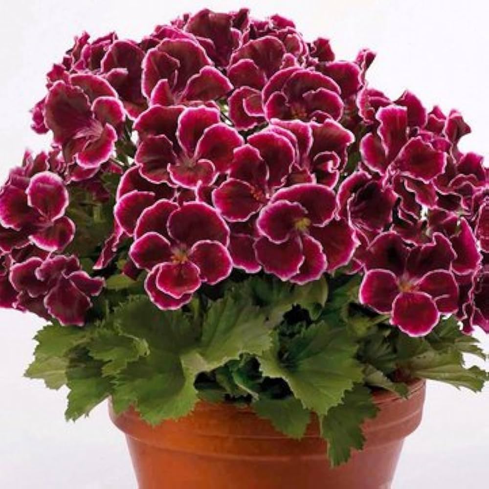 Geranium Flower seeds for Planting Shade Tolerant, Heirloom & GMO Free Seeds for Home Garden Sa seeds for planting
