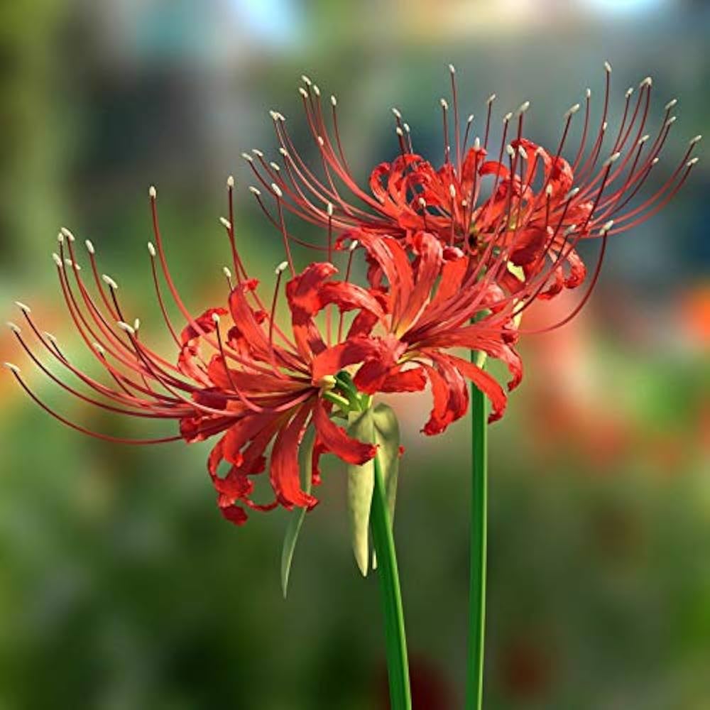 Lycoris Flower seeds for Planting Compact Growth, Heirloom & GMO Free Seeds for Home Garden vegetable and garden seeds