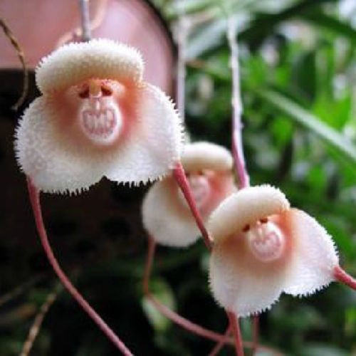 White Monkey Face Orchid Flower seeds for Planting Fragrant Blossoms, Heirloom & GMO Free Seeds for Home Garden vegetable and garden seeds