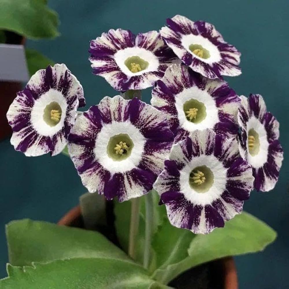 Violet Primula Flower seeds for Planting Long Bloom Season, Heirloom & GMO Free Seeds for Home Garden vegetable and garden seeds