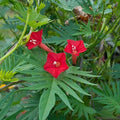 Red Cardinal Climber Flower seeds for Planting Drought Tolerant, Heirloom & GMO Free Seeds for Home Garden seeds for planting