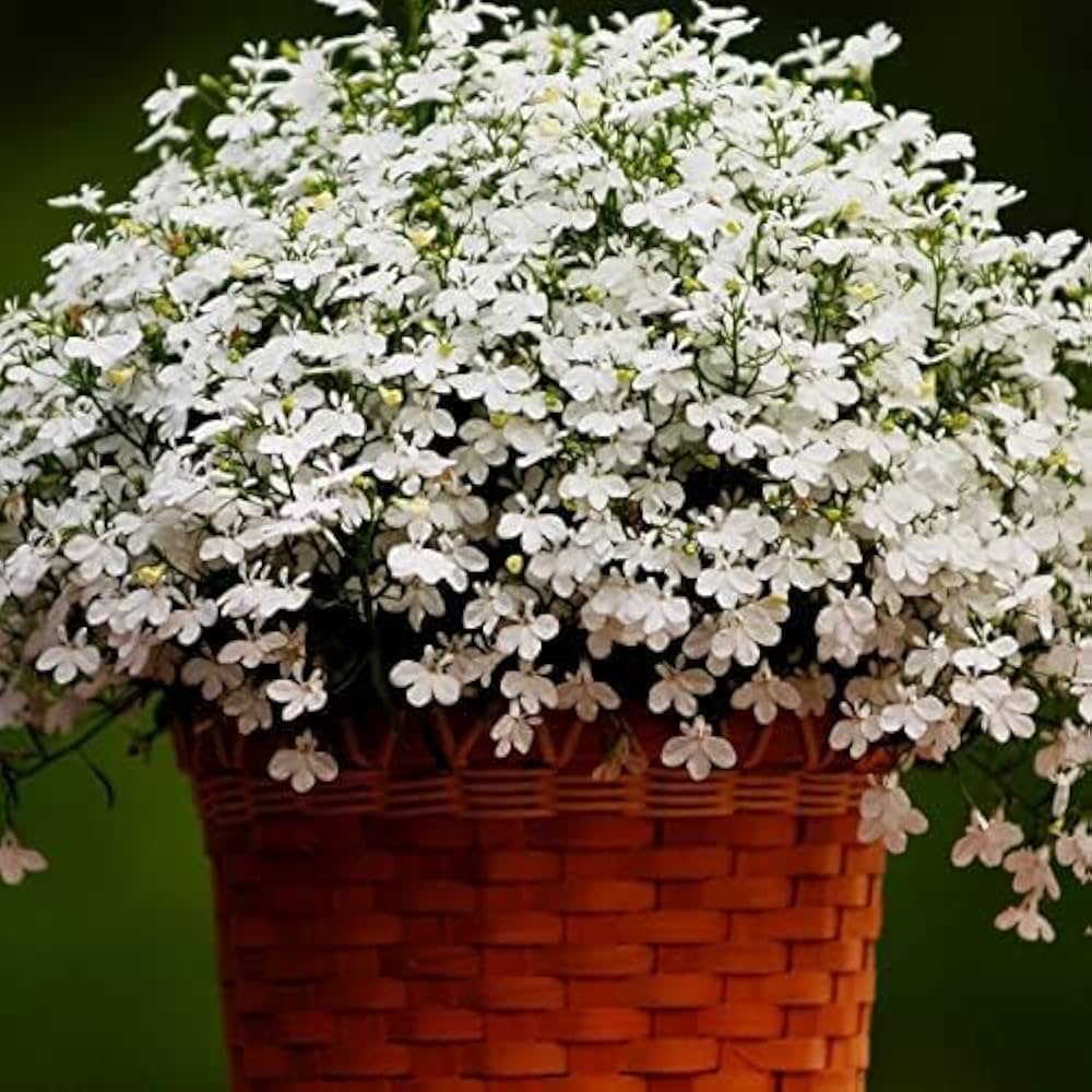 High quality Lobelia Pendula White Lady Cascade Flower seeds for Planting Long Bloom Season, Heirloom & GMO Free Seeds for Home Garden seeds pack