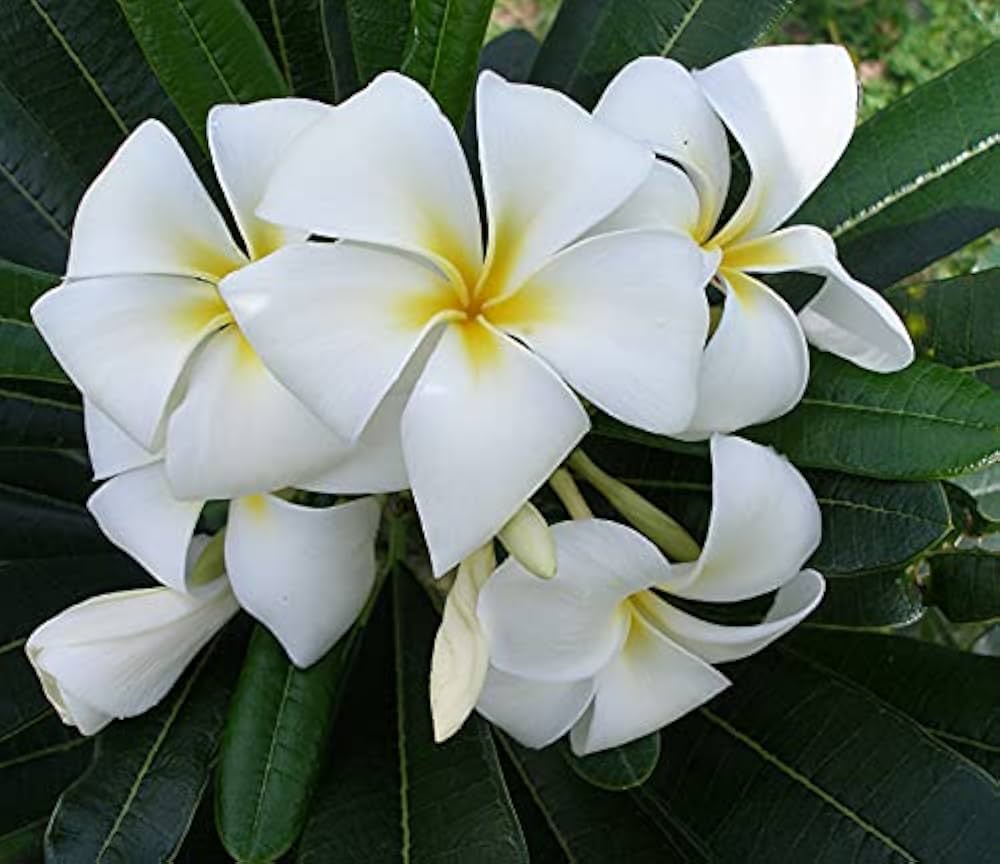 Premium White Egg Flower seeds for Planting Low Maintenance, Heirloom & GMO Free Seeds for Home Garden Sale seeds