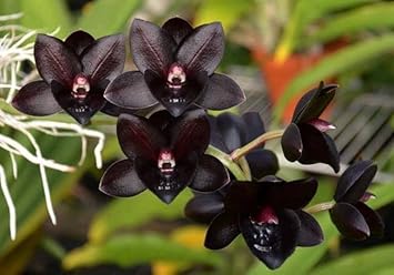 Black Monkey Face Orchid Flower Seeds Pollinator Friendly, Heirloom & GMO Free Seeds for Home Garden vegetable and garden seeds