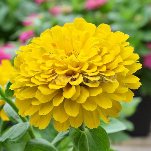 Canary Zinnia Flower seeds for Planting Vibrant Colors, Heirloom & GMO Free Seeds for Home Garden Sale seeds for planting