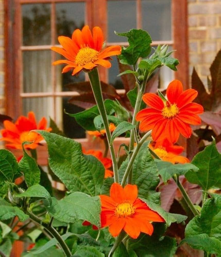 Premium Orange Tithonia Speciosa Flower seeds for Planting Perfect for Borders, Heirloom & GMO Free Seeds for Home Garden seeds