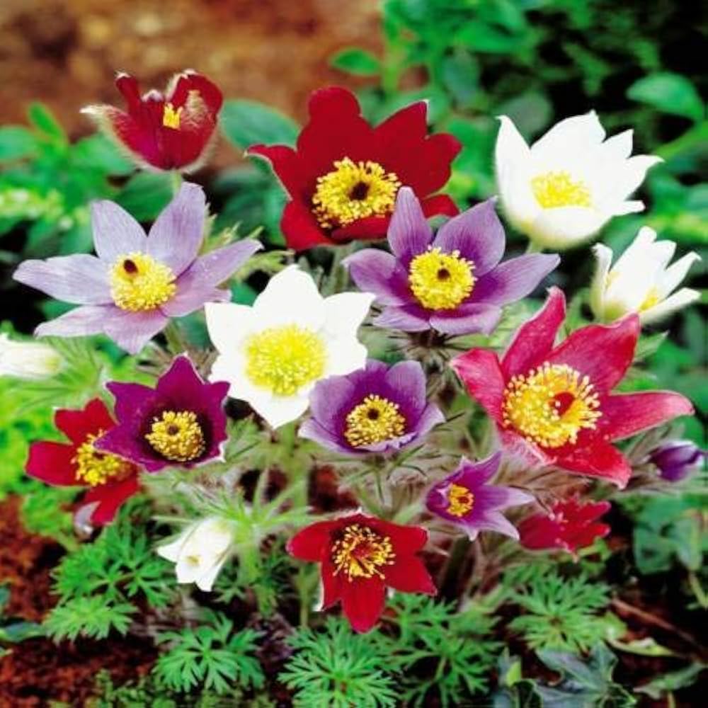 Mix Pulsatilla Pasque Flower seeds for Planting Fragrant Blossoms, Heirloom & GMO Free Seeds for Home Garden vegetable and garden seeds