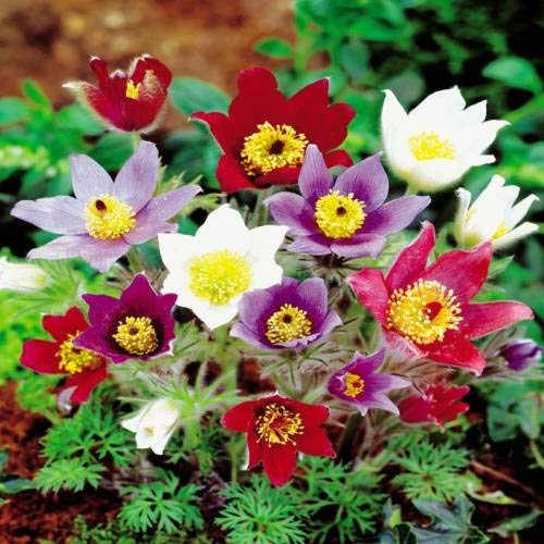 Pulsatilla Flower seeds for Planting Hardy Variety, Heirloom & GMO Free Seeds for Home Garden vegetable and garden seeds