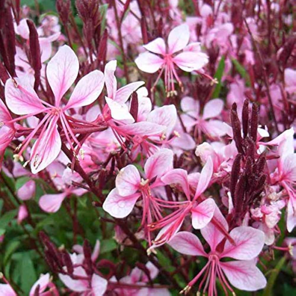 Pink Gaura Flower seeds for Planting Cottage Garden Essential, Heirloom & GMO Free Seeds for Home Garden vegetable and garden seeds