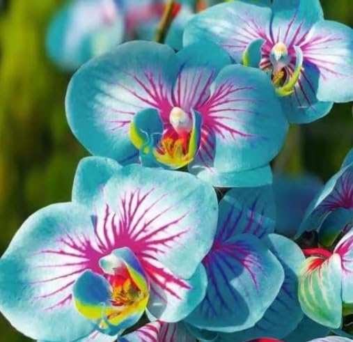 Rainbow Phalaenopsis Orchid Flower seeds for Planting Perfect for Borders, Heirloom & GMO Free Seeds for Home Garden vegetable and garden seeds