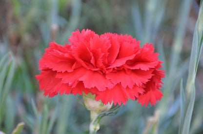 Carnation (Carnation Dianthus) seeds for planting in home garden