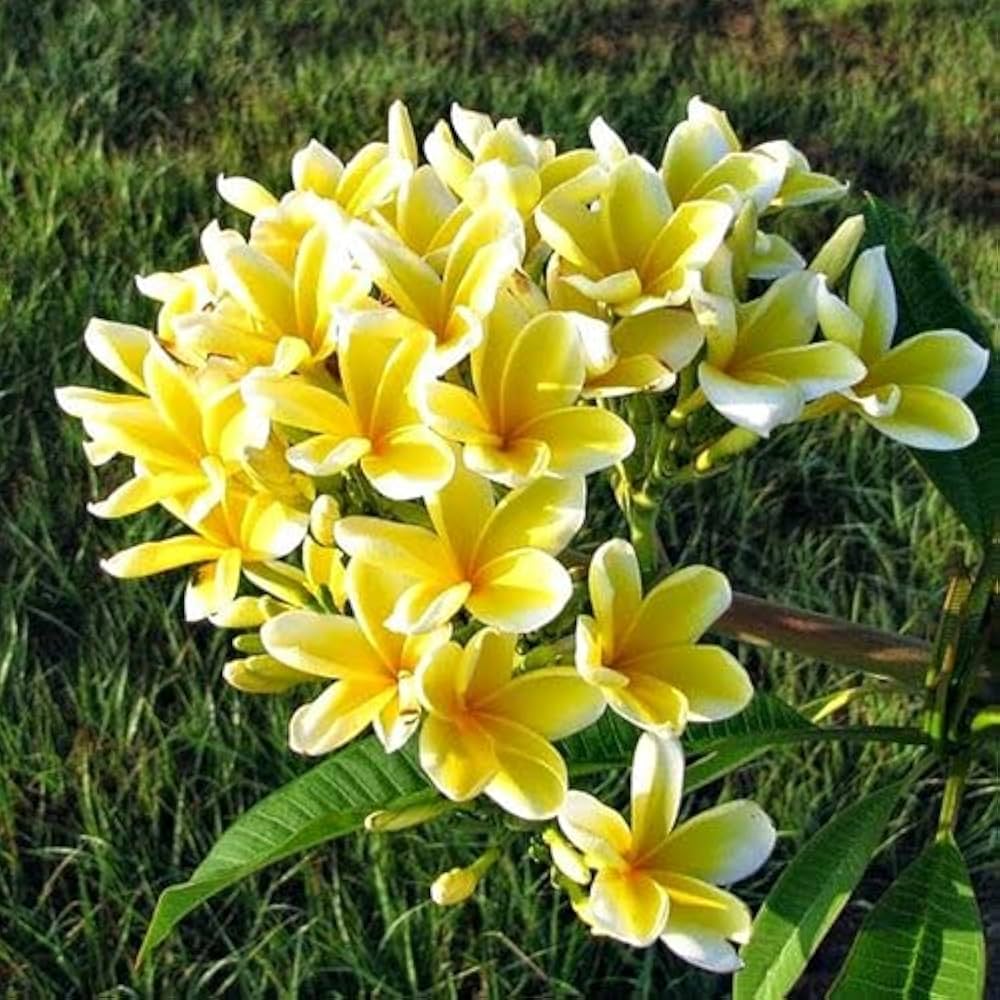 High quality Frangipani Light Yellow Flower seeds for Planting Easy to Grow, Heirloom & GMO Free Seeds for Home Garden seeds pack