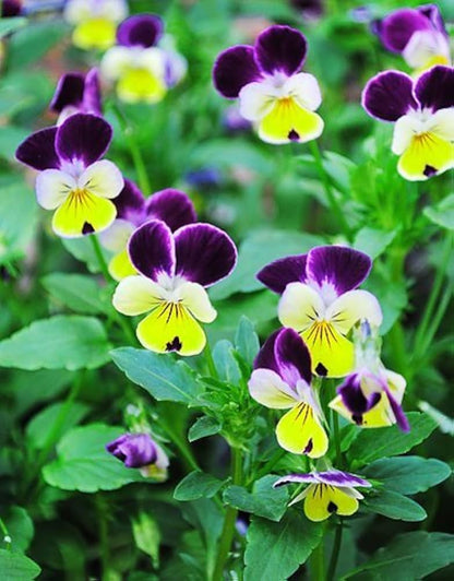 Viola Tricolor Flower seeds for Planting Shade Tolerant Heirloom & GMO Free Seeds for Home Garden