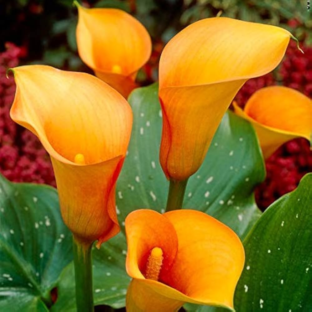 Orange Calla Flower seeds for Planting - Perfect for Borders, Heirloom & GMO Free Seeds for Home Garden