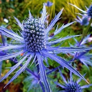 Blue Eryngium Flower seeds for Planting Perfect for Borders, Heirloom & GMO Free Seeds for Home Garden seeds for planting