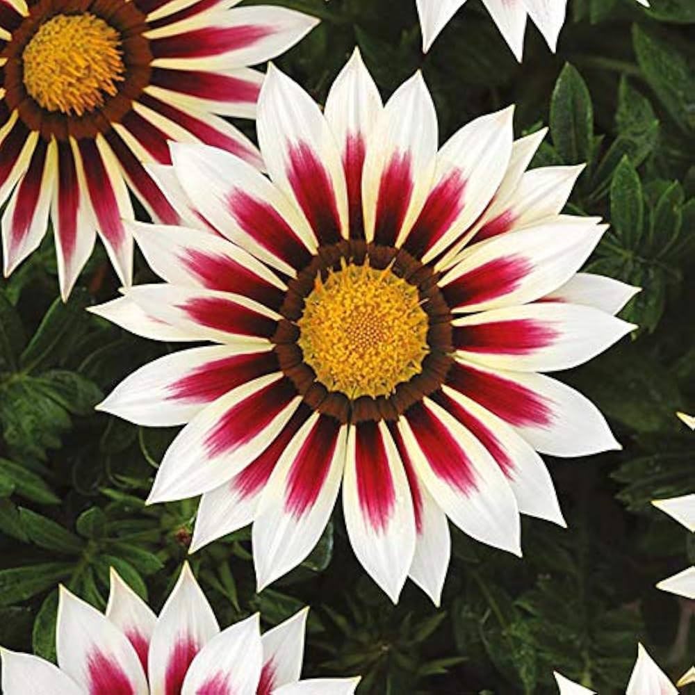 Premium Purple Gazania Flower seeds for Planting Shade Tolerant, Heirloom & GMO Free Seeds for Home Garden seeds