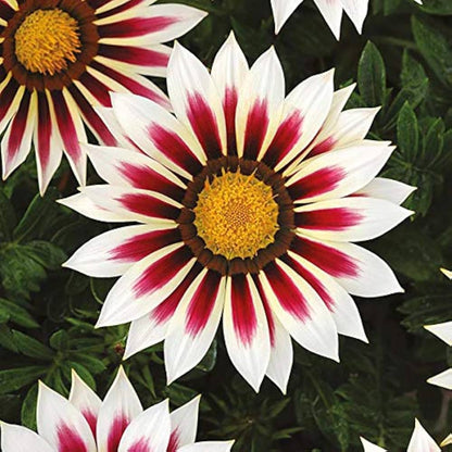 Premium Purple Gazania Flower seeds for Planting Shade Tolerant, Heirloom & GMO Free Seeds for Home Garden seeds