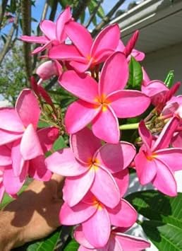 Dark Pink Frangipani Flower seeds for Planting Cottage Garden Essential, Heirloom & GMO Free Seeds for Home Garden seeds for planting