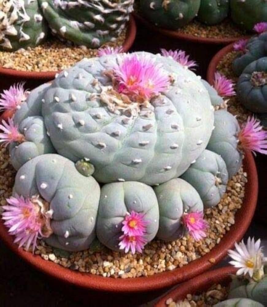 Samen Kakteen Flower seeds for Planting Sun Loving Heirloom & GMO Free Seeds for Home Garden