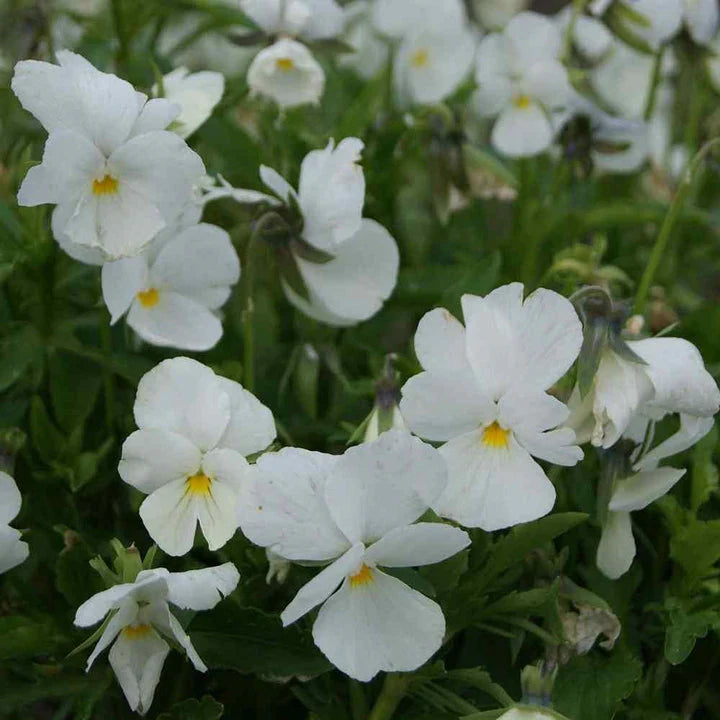 Heirloom Pansy Flower seeds for Planting Compact Growth Heirloom & GMO Free Seeds for Home Garden