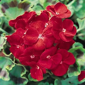 Deep Red Geranium Flower seeds for Planting Bright Blooms, Heirloom & GMO Free Seeds for Home Garden seeds for planting