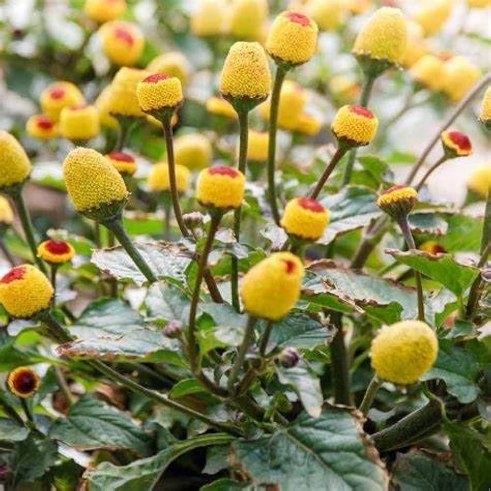 Premium Acmella Oleracea Flower seeds for Planting Cut Flower Favorite, Heirloom & GMO Free Seeds for Home Garden seeds