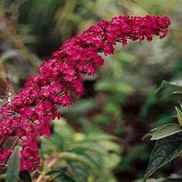 Dark Pink Buddleia Butterfly Bush Flower seeds for Planting Long Bloom Season, Heirloom & GMO Free Seeds for Home Garden Sale seeds for planting
