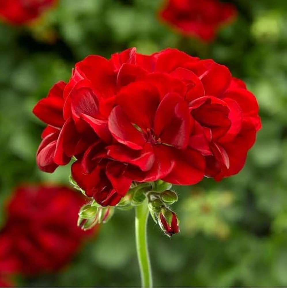 Premium Red Geranium Breakaway Flower seeds for Planting Drought Tolerant, Heirloom & GMO Free Seeds for Home Garden seeds