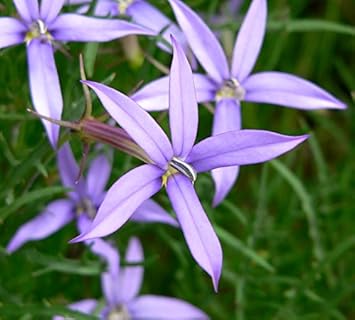 Violet Isotoma Axillaris Flower seeds for Planting Drought Tolerant, Heirloom & GMO Free Seeds for Home Garden seeds for planting