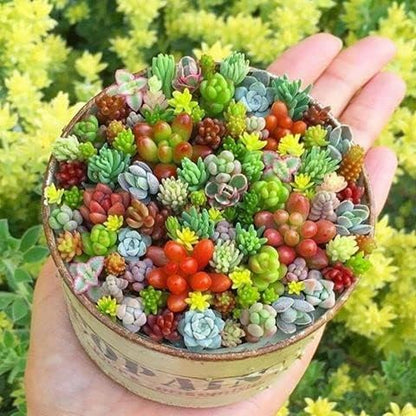 Succulents Planting Flower Bonsai Seeds