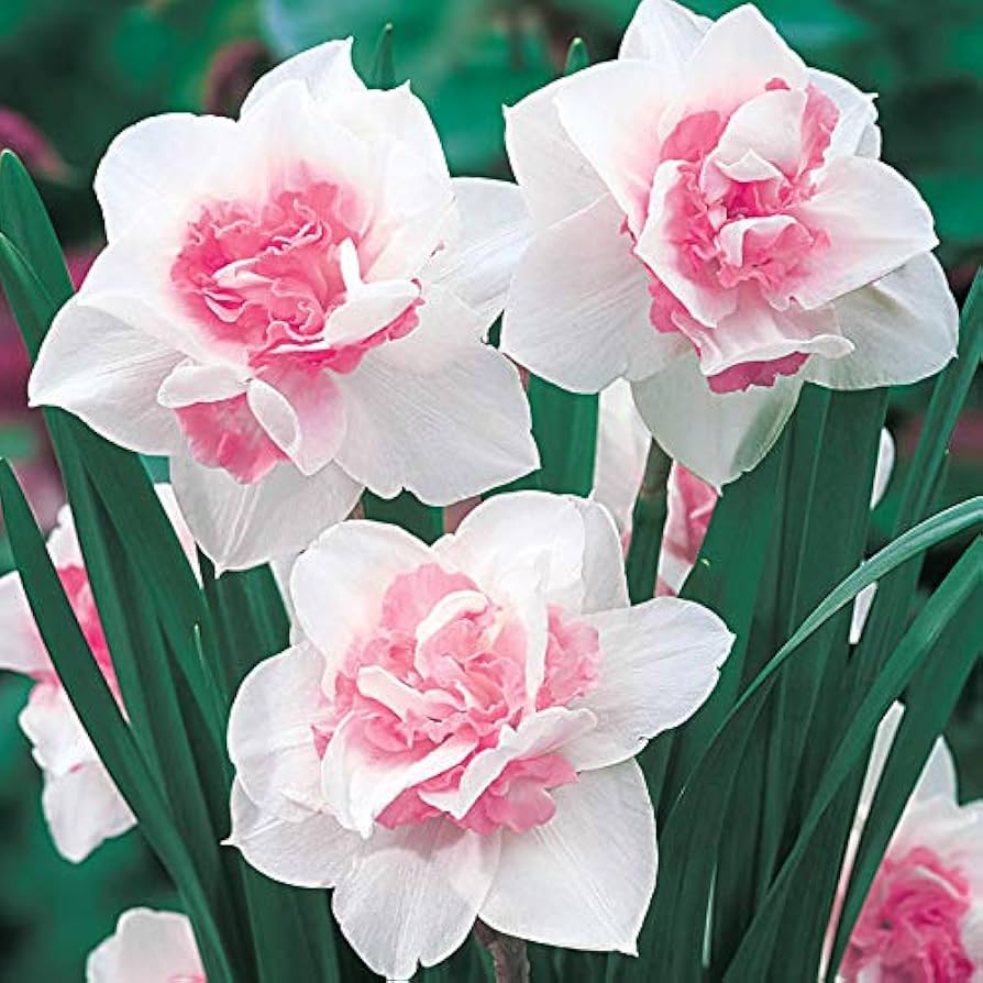 Premium Baby Pink White Daffodils Flower seeds for Planting Fragrant Blossoms, Heirloom & GMO Free Seeds for Home Garden seeds