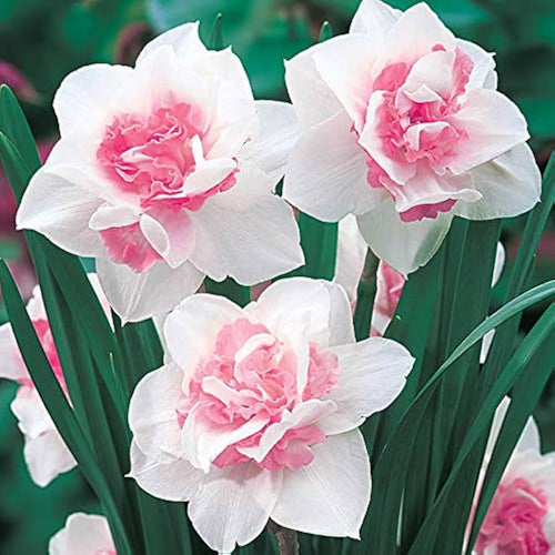 Premium Baby Pink White Daffodils Flower seeds for Planting Fragrant Blossoms, Heirloom & GMO Free Seeds for Home Garden seeds
