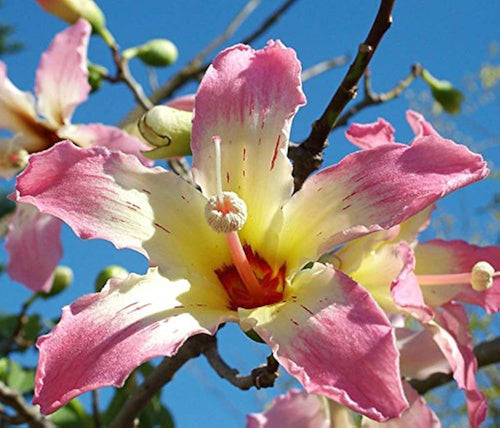 Premium Chorisia Insignis Flower seeds for Planting Premium Quality, Heirloom & GMO Free Seeds for Home Garden seeds