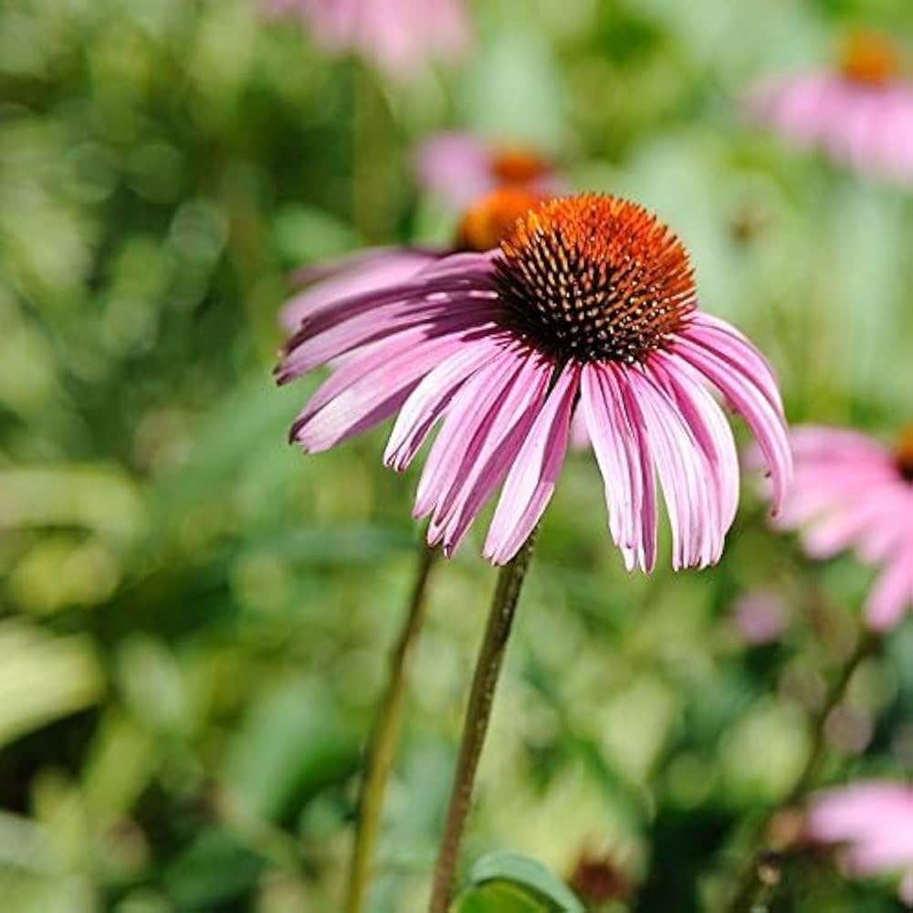 Purple Echinacea Flower seeds for Planting Compact Growth Heirloom & GMO Free Seeds for Home Garden