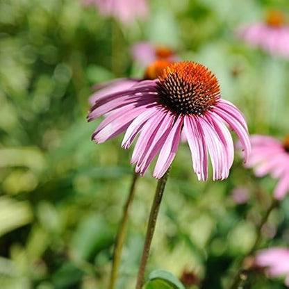 Purple Echinacea Flower seeds for Planting Compact Growth Heirloom & GMO Free Seeds for Home Garden