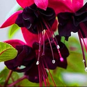 Double Petals Fuchsia Flower seeds for Planting - Cut Flower Favorite, Heirloom & GMO Free Seeds for Home Garden
 
 Sale seeds for home garden