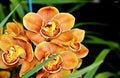 Orange Butterfly Orchid Flower seeds for Planting Seasonal Bloomer, Heirloom & GMO Free Seeds for Home Garden seeds for planting