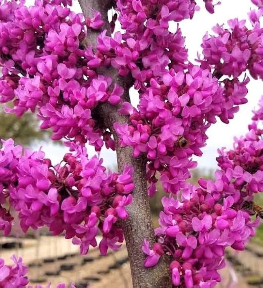 Redbud Flower seeds for Planting Fragrant Blossoms Heirloom & GMO Free Seeds for Home Garden