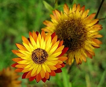 Yellow Orange Straw Flower seeds for Planting Cottage Garden Essential, Heirloom & GMO Free Seeds for Home Garden seeds for planting