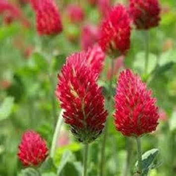 Red Clover Flower seeds for Planting Seasonal Bloomer, Heirloom & GMO Free Seeds for Home Garden seeds for planting