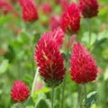 Red Clover Flower seeds for Planting Seasonal Bloomer, Heirloom & GMO Free Seeds for Home Garden seeds for planting
