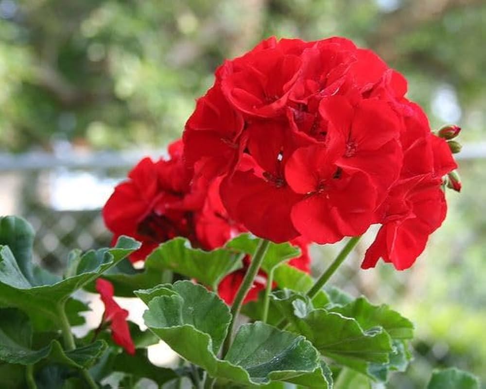Geraniums Deep Red Flower seeds for Planting Fragrant Blossoms, Heirloom & GMO Free Seeds for Home Garden seeds for planting