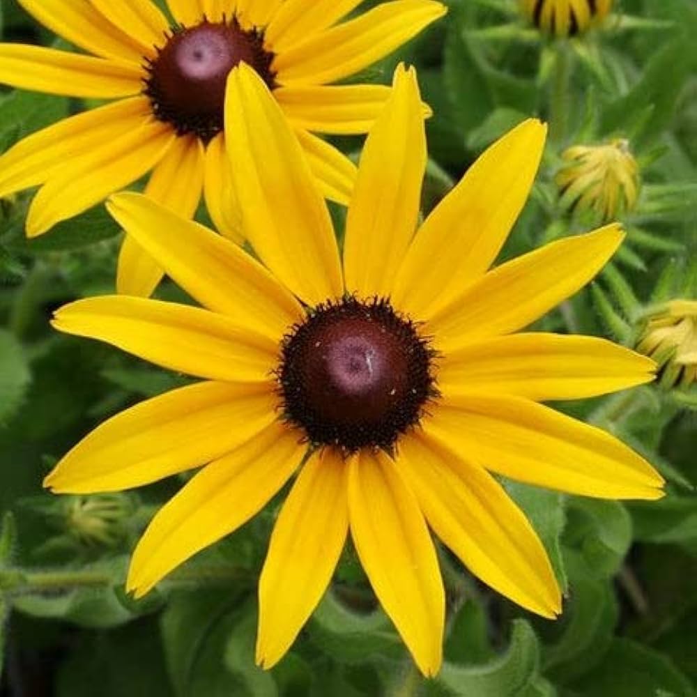 Rudbeckia Flower seeds for Planting Shade Tolerant, Heirloom & GMO Free Seeds for Home Garden seeds for planting