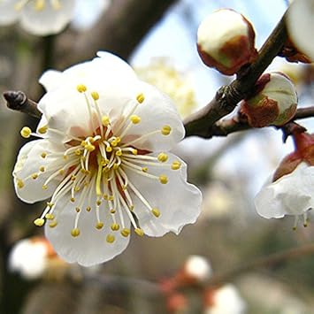 White Philadelphus Flower seeds for Planting Hardy Variety, Heirloom & GMO Free Seeds for Home Garden seeds for planting