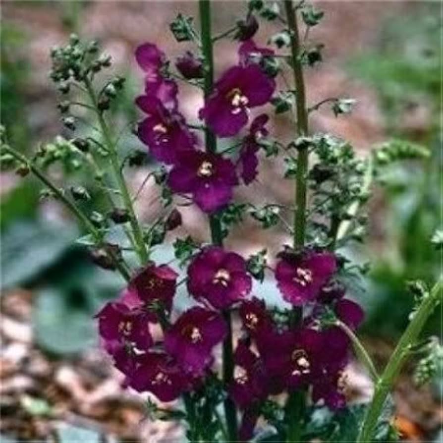 Oxtail Verbascum Flower seeds for Planting Premium Quality Heirloom & GMO Free Seeds for Home Garden vegetable and garden seeds